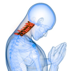 Spinal Cord Vertebral Column Cervical Vertebrae of Human Skeleton System Anatomy