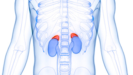 Human Body Glands Adrenal Gland Anatomy