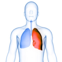 Human Respiratory System Lungs Anatomy