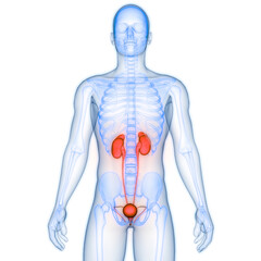 Human Urinary System Kidneys with Bladder Anatomy