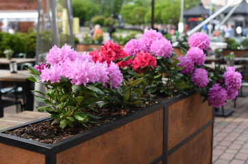 Fototapeta premium Spring. Purple and pink flowers 