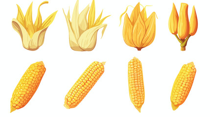 Vector design of cob and maize symbol. Collection o