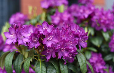 Obraz premium Spring. Purple and pink flowers 