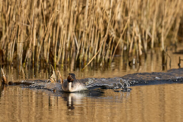 Great Crested Grebe (Podiceps cristatus) cavorting across the water during the spring courtship on...
