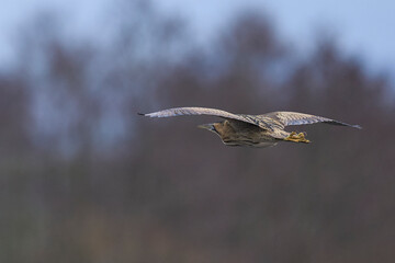 Bittern (Botaurus Stellaris) flying low over the reedbeds of the Somerset Levels in Somerset, United Kingdom.