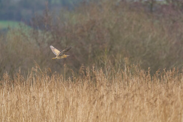 Bittern (Botaurus Stellaris) flying low over the reedbeds of the Somerset Levels in Somerset, United Kingdom.