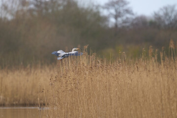 Grey Heron (Ardea cinerea) flying over a reedbed returning to its nest site in the Somerset Levels, Somerset, United Kingdom.