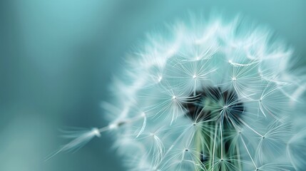 Dreamy dandelion macro
