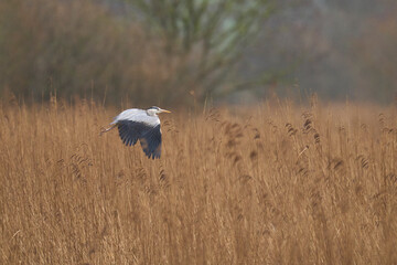 Grey Heron (Ardea cinerea) flying over a reedbed returning to its nest site in the Somerset Levels, Somerset, United Kingdom.