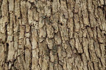 ざらざらした木肌の表面テクスチャー背景壁紙　木材・自然・アウトドア