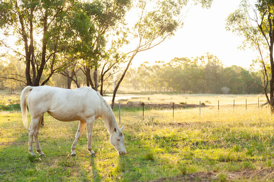 Albino horse in paddock eating green grass in the afternoon
