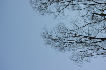 冬の空と枯れた木の枝　季節・アウトドア・寒い