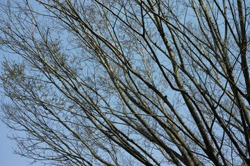 冬の空と枯れた木の枝　季節・アウトドア・寒い