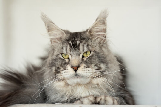 Vintage style photo from a beautiful Maine Coon Cat, with fine film grain effect.
