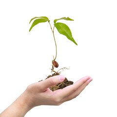 Seedlings grown from seed on women hand isolated Premium PSD