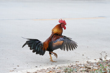 chicken rooster in the farm at countryside.