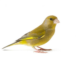 Gr&uuml;nfink isoliert auf wei&szlig;en Hintergrund, Freisteller 