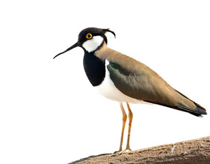 Kiebitz vogel isoliert auf wei&szlig;em Hintergrund, Freisteller 