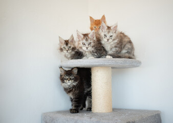 Maine Coon kittens on lilac background.