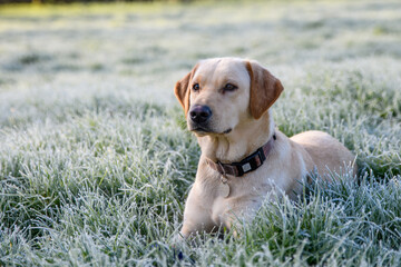 Honey coloured Labrador dog laying in the frosty grass,  Beautiful dog young dog  captured in...