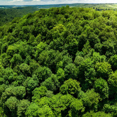 Lush Canopy of an Expansive Forest