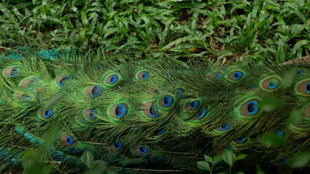 A Close up Detail of a peacock or a blue peafowl, a large and brightly colored bird, is a species of peafowl native to South Asia, but also in many other parts of the world.