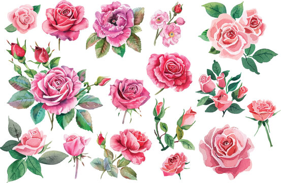 Roses Watercolor illustration
