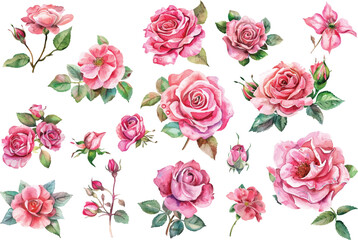 Watercolor rose flowers set