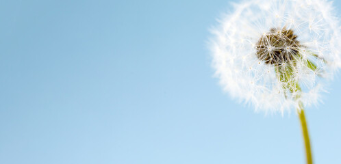 A dandelion, a flowering plant, is dispersing its pollen in the wind under a clear electric blue sky with cumulus clouds