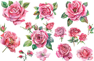 Watercolor rose flowers set