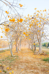 Yellow cotton flowers or Cochlospermum regium at Singha Park,Silk Cotton flowers in Chiang...