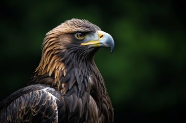 Obraz premium Detailed portrayal of a golden eagle's feather pattern, focused gaze, and sharp beak against a dark backdrop