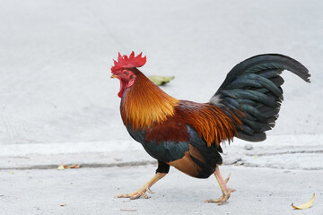 chicken rooster in the farm at countryside.