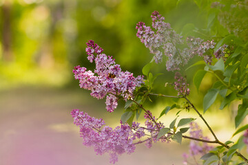 Branches of lilacs with flowers