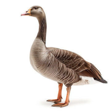 A solitary grey goose with a focused expression stands against an isolated white background.