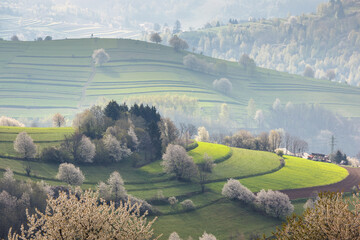 Spring landscape with blossom trees on a green meadows near The Hrinova village in Slovakia, Europe. © Viliam