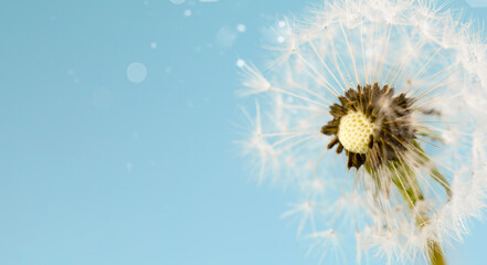 A dandelion plant with electric blue petals blowing in the wind against a backdrop of a clear blue sky, creating a stunning image of nature captured in macro photography