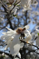 pink magnolia tree