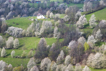 Spring landscape with blossom trees on a green meadows near The Hrinova village in Slovakia, Europe. © Viliam
