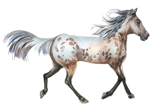 Haorse illustration isolated on a white backgrounf.Watercolor horse painting. Rodeo concepr design.