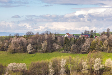 Spring landscape with blossom trees on a green meadows near The Hrinova village in Slovakia, Europe. © Viliam