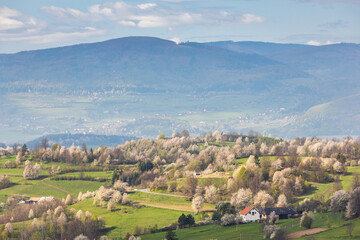 Spring landscape with blossom trees on a green meadows near The Hrinova village in Slovakia, Europe. © Viliam