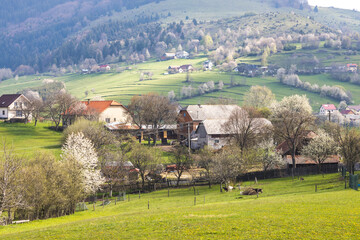 Spring landscape with blossom trees on a green meadows. The Hrinova village in Slovakia, Europe. © Viliam