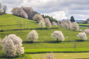 Spring landscape with blossom trees on a green meadows near The Hrinova village in Slovakia, Europe. © Viliam