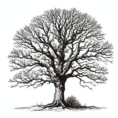 Leafless tree silhouette clipart, nature illustration in black vector.