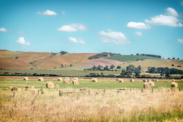 The rural scene of regional Victoria near Melbourne in sunny days - obrazy, fototapety, plakaty