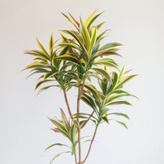 A vibrant variegated Dracaena plant with yellow and green leaves against a white background.