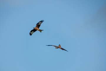 wild red kites (Milvus milvus) in flight in a clear blue sky