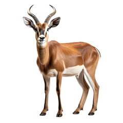 antelope isolated on transparent background