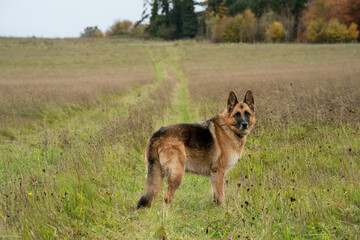 alsatian, german shepherd bitch, lovely black and tan colours and coat looking toward the camera